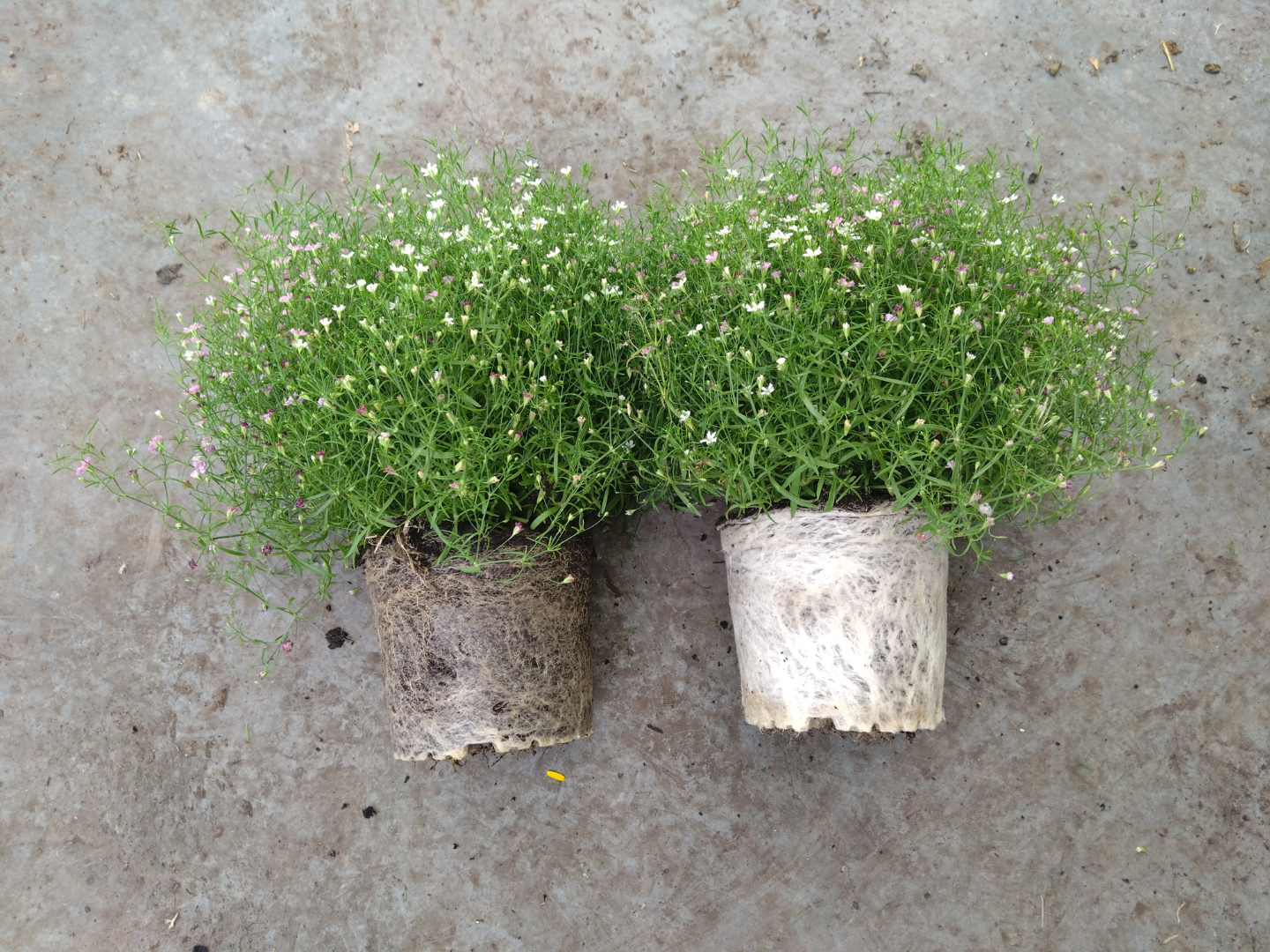 Gewächshaus mit Jungpflanzen