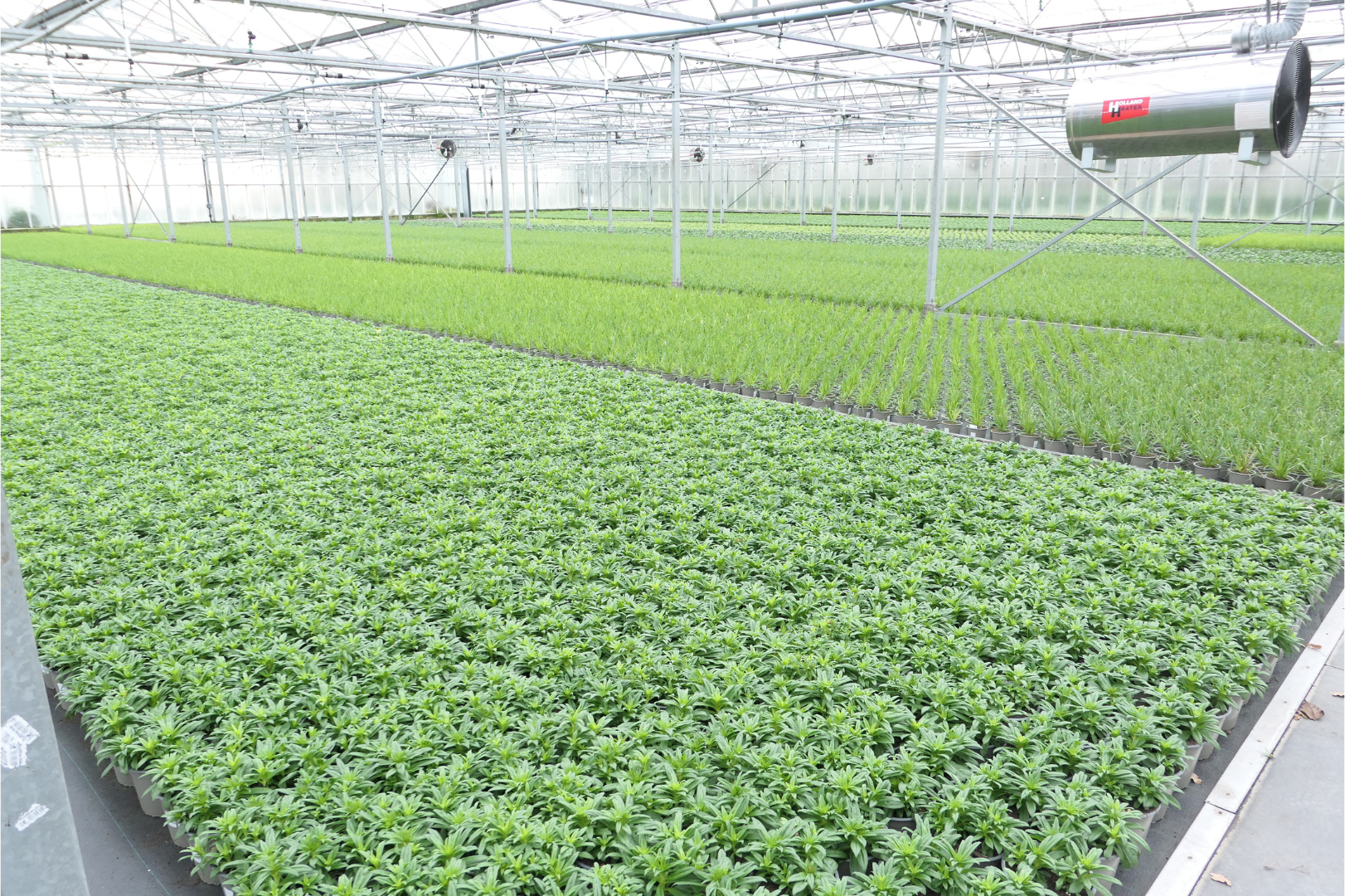 Vergleich von zwei Pflanzenballen